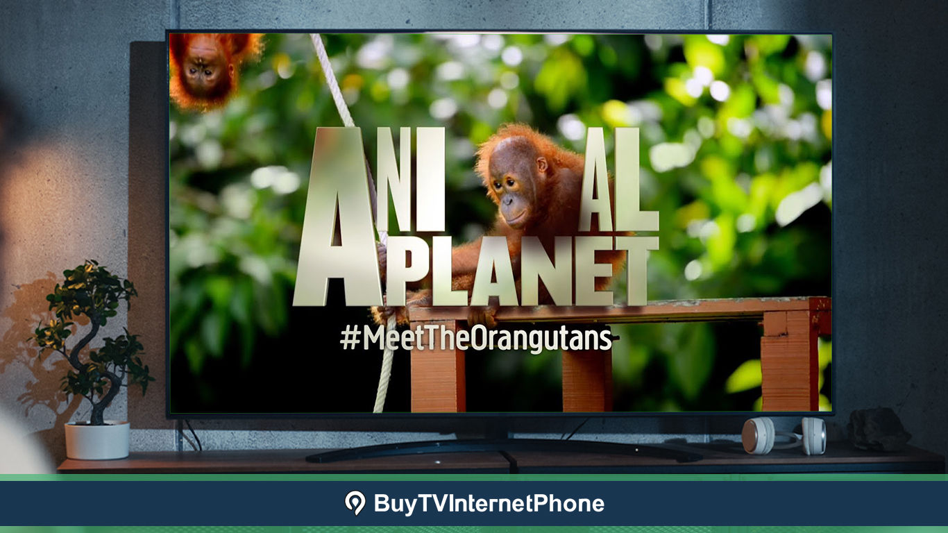 What Channel is Animal Planet on Spectrum TV?